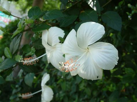 扶桑花se|扶桑花(扶桑花):形態特徵,生長習性,地理分布,主要品種,主要價值,。